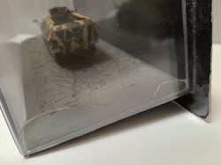 Sd. Kfz. 251/1 Ausf.D, 12.SS-Pz.Div, Falaise (France) 1944, Altaya 1:72